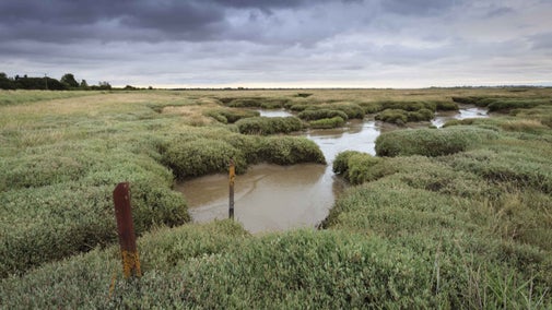 A view across the salt-marsh at Northey Island, Essex